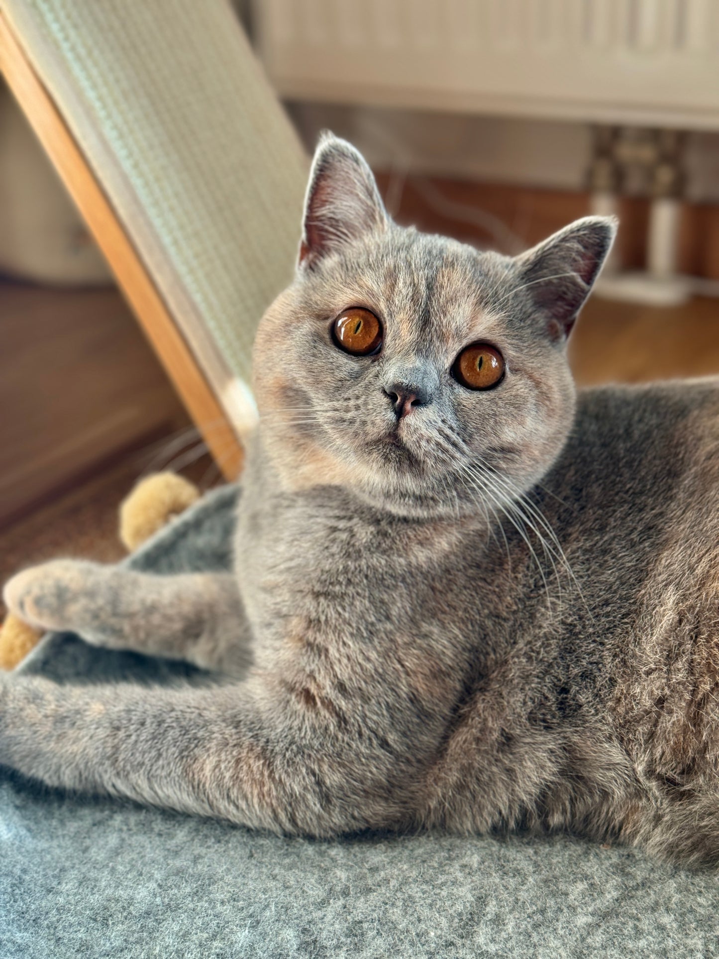 Saveplace® Round Pet Mat - Various Colors BIG PomPom, 2 Sizes