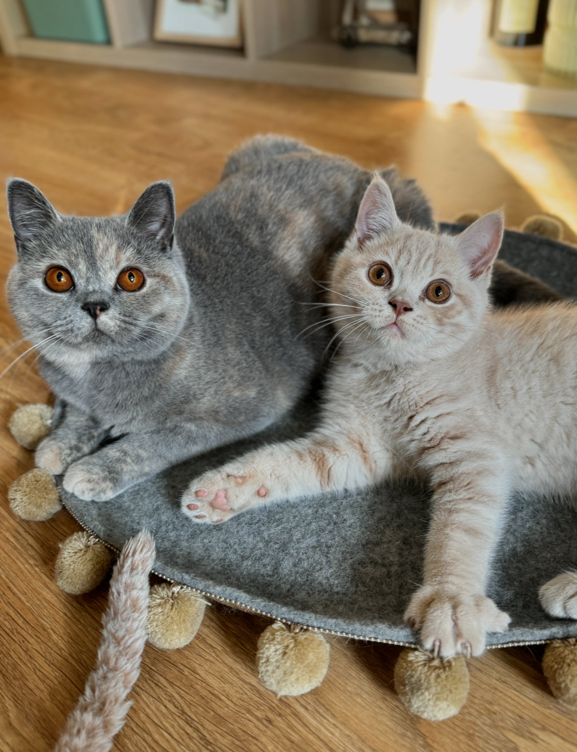 Saveplace® Round Pet Mat - Various Colors BIG PomPom, 2 Sizes