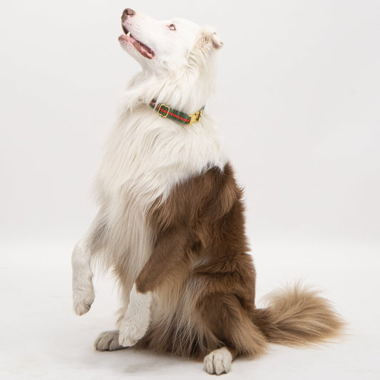 Halsbånd til Hunde
